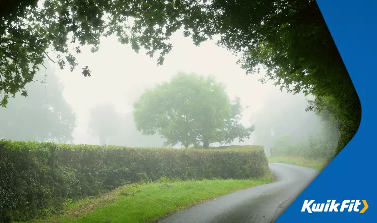 A small country road in the fog, with trees and hedges either side.